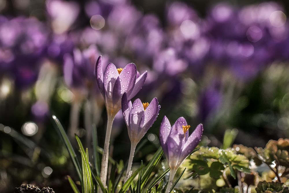 KROKUS.