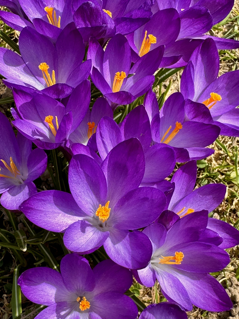 Krokus