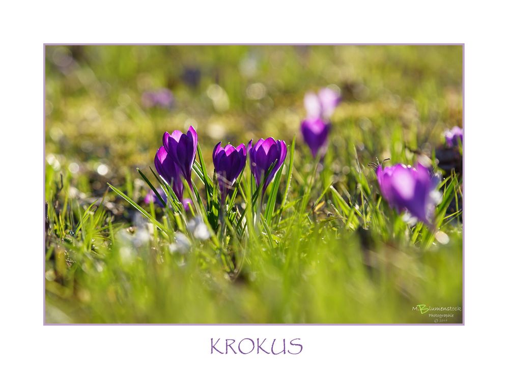 KROKUS