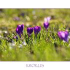 KROKUS