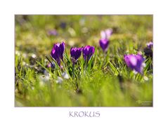 KROKUS