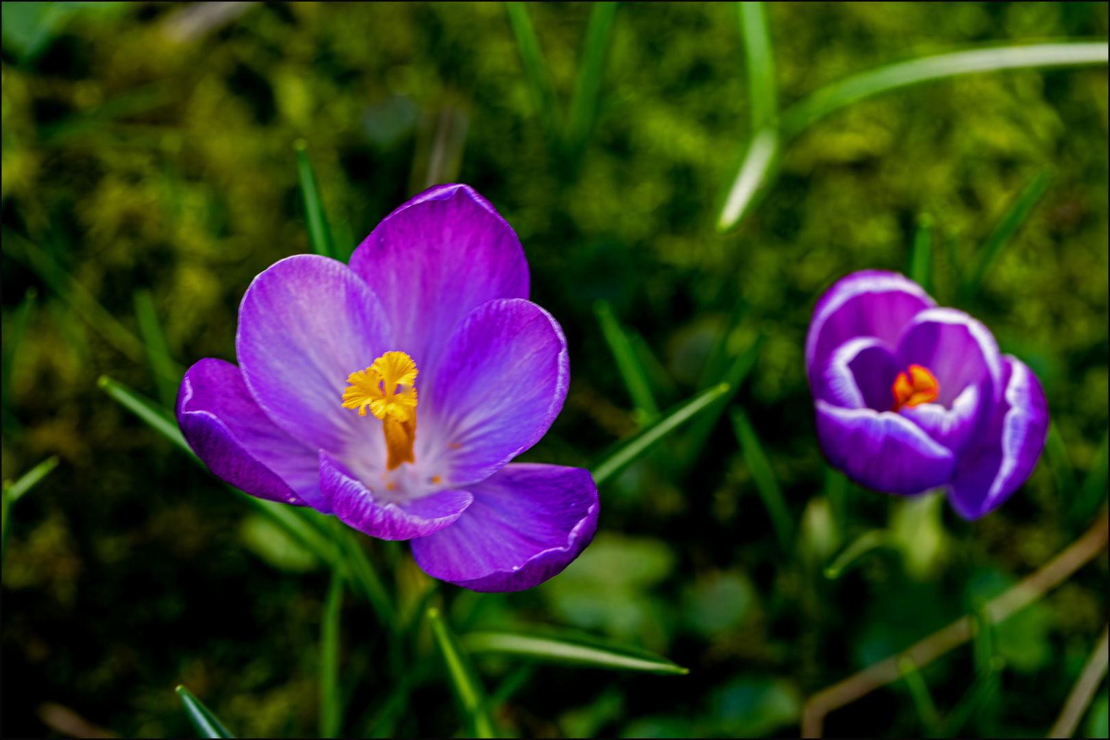 Krokus 