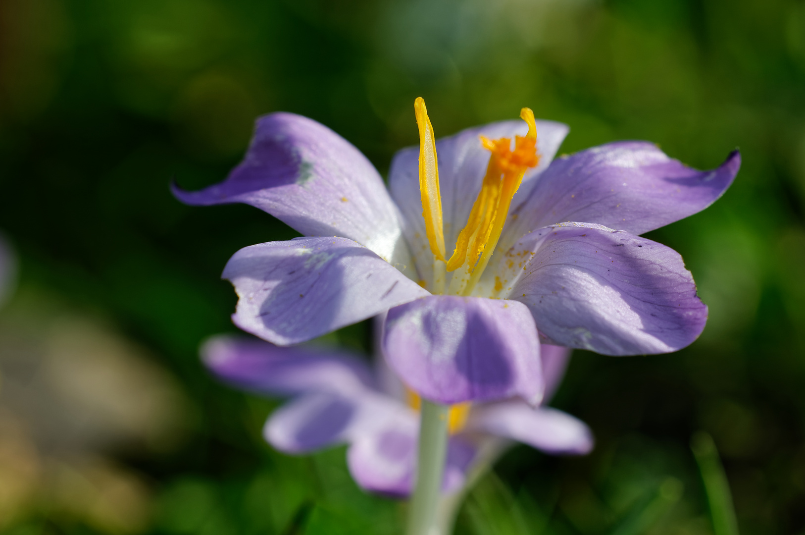 Krokus