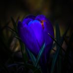 Krokus