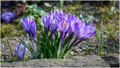 Krokus