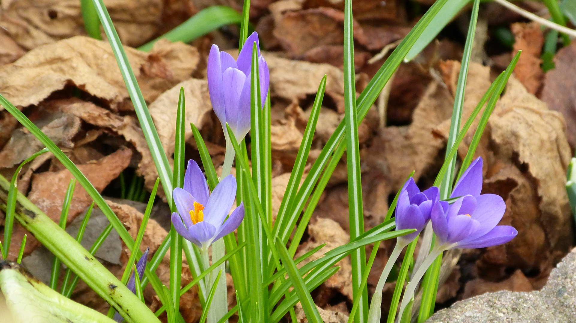 Krokus