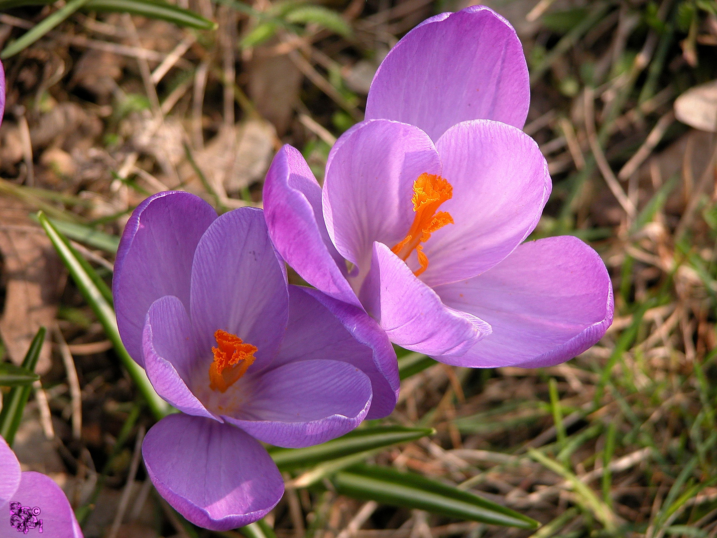 Krokus