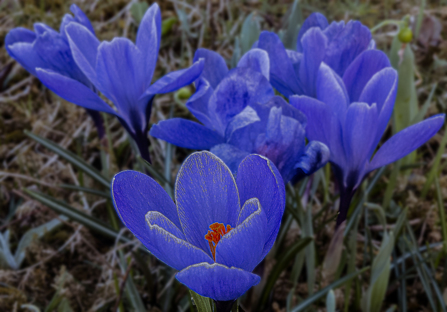 krokus 