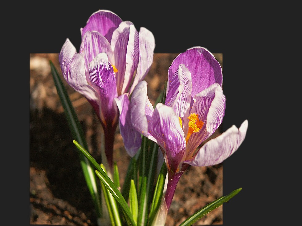 Krokus