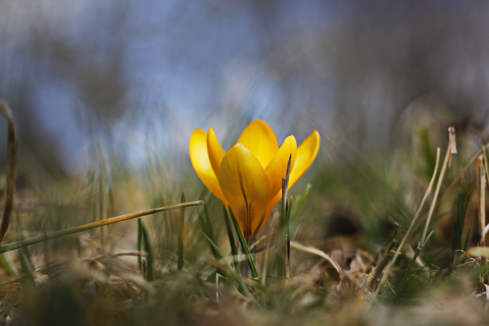 Krokus