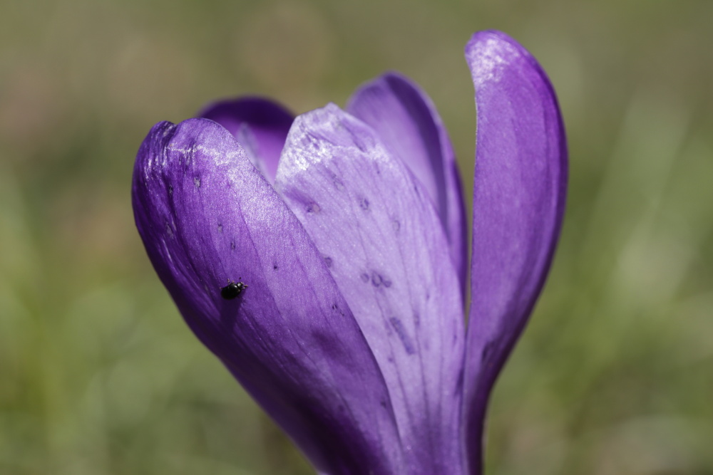 Krokus