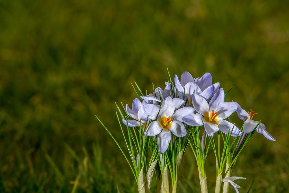 Krokus