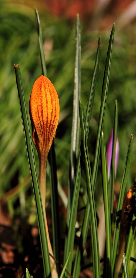 Krokus