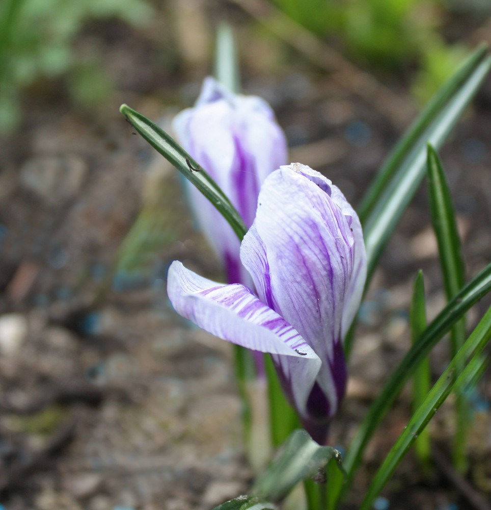 Krokus