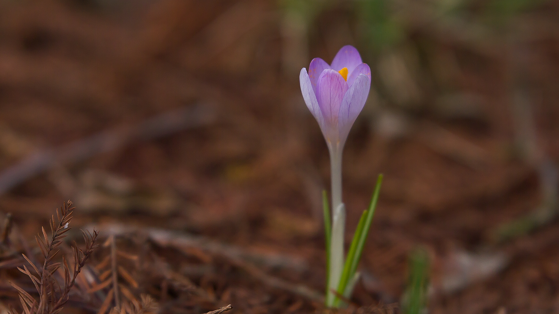 Krokus 