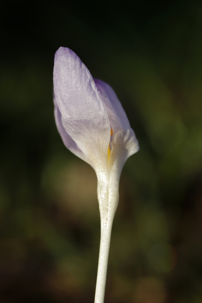 Krokus