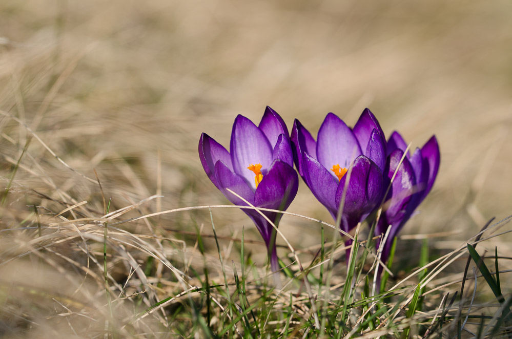 Krokus