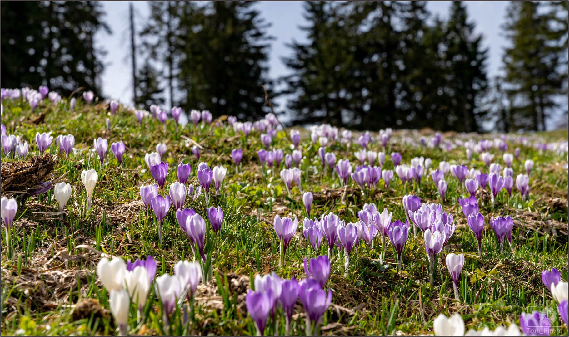 Krokus 