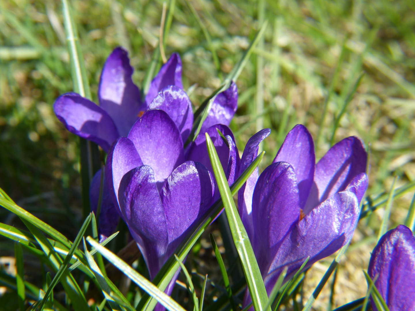 Krokus