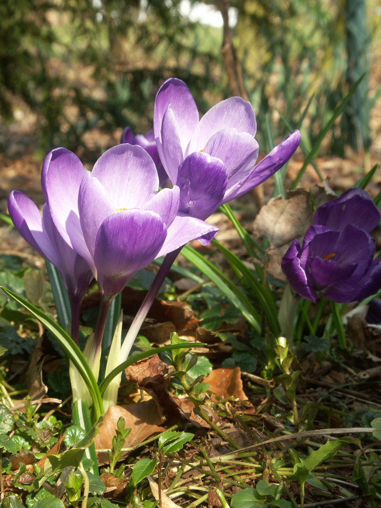 Krokus