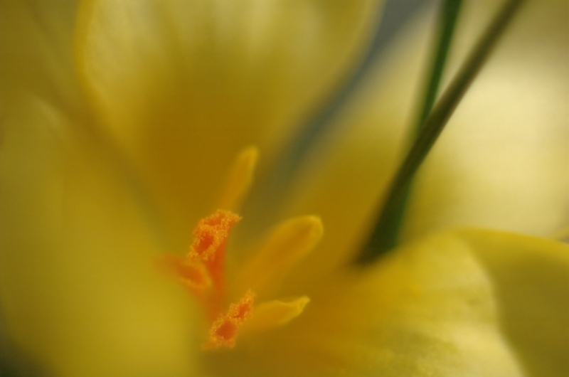 Krokus a la Feng Shui ;-)