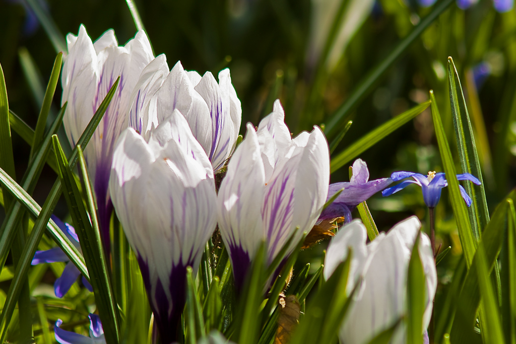 Krokus