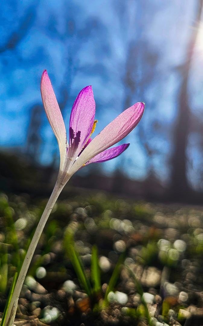 Krokus 