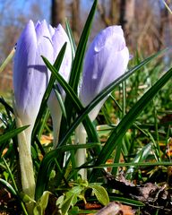 Krokus