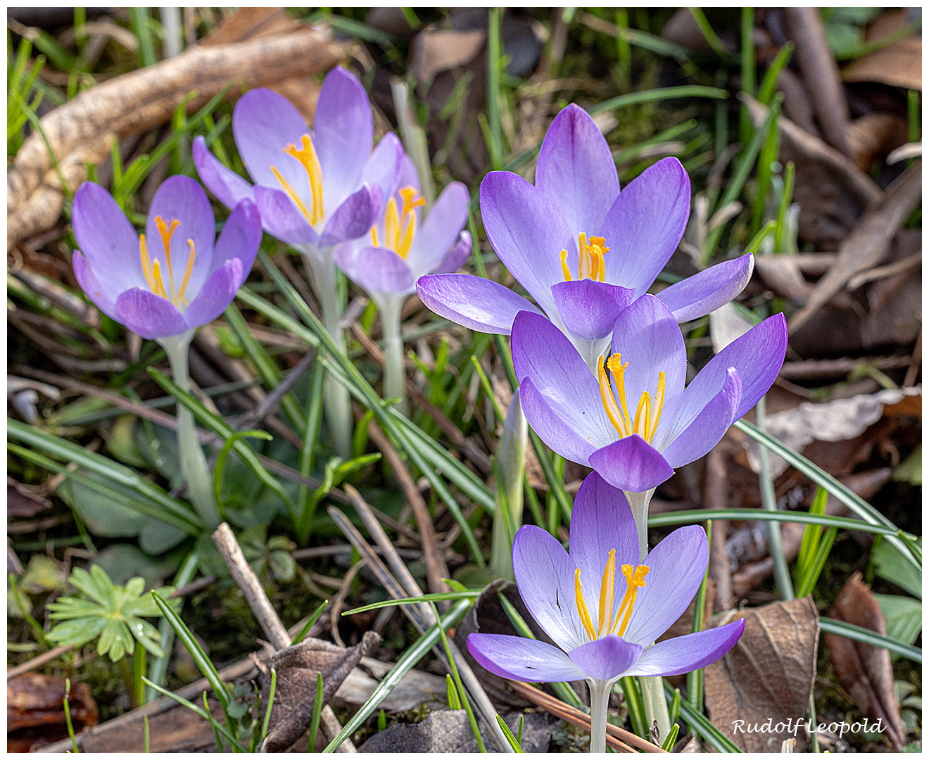 Krokus