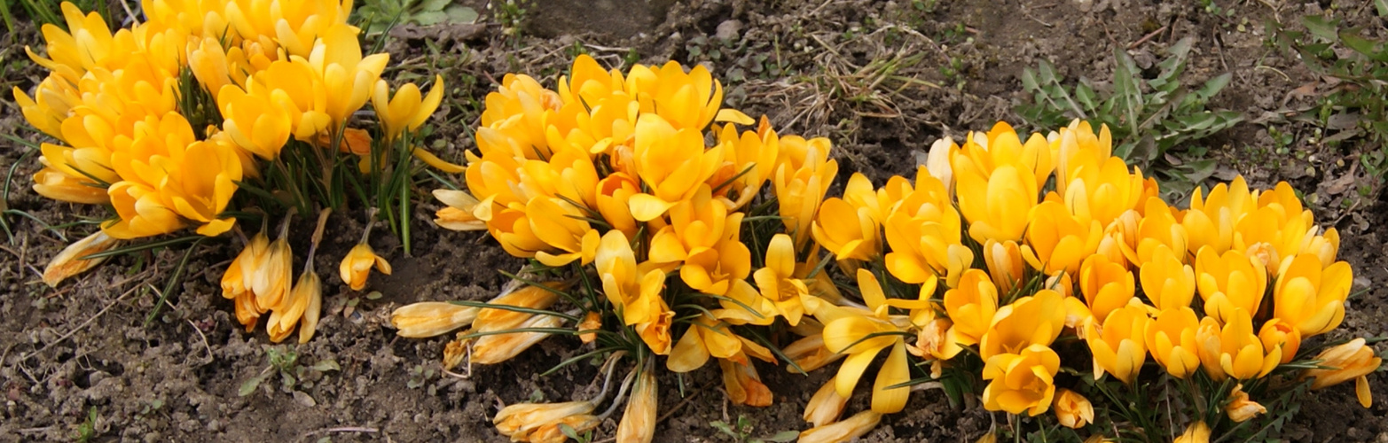 Krokus