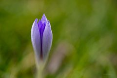 Krokus