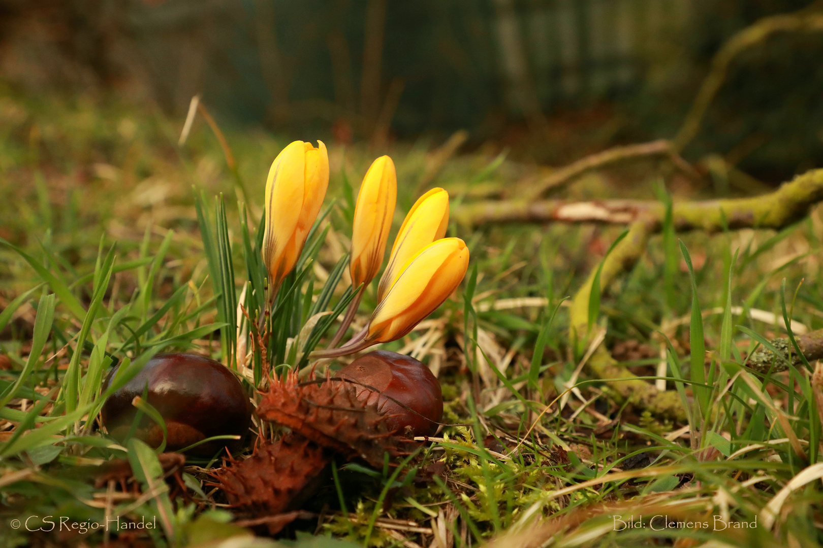 Krokus aber Mitte Februar? 