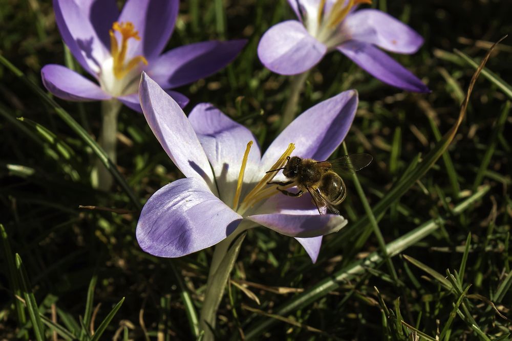 Krokus