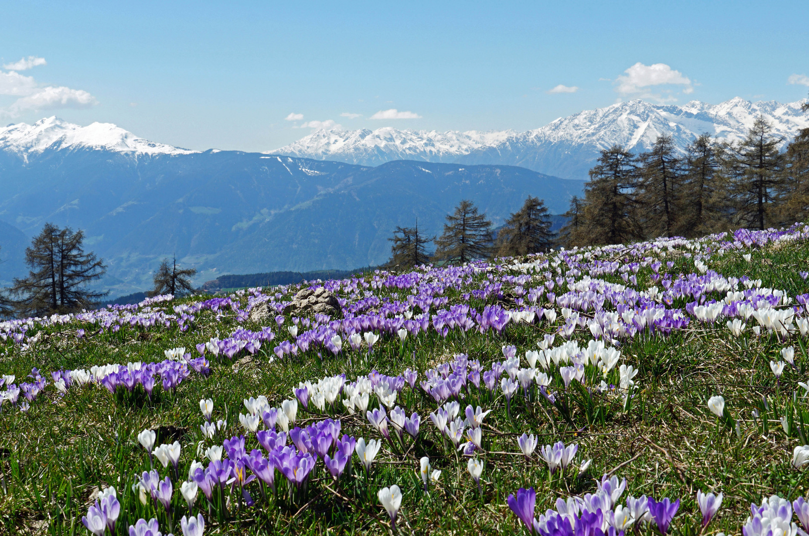 Krokus-Almwiese in Südtirol