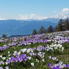 Krokus-Almwiese in Südtirol