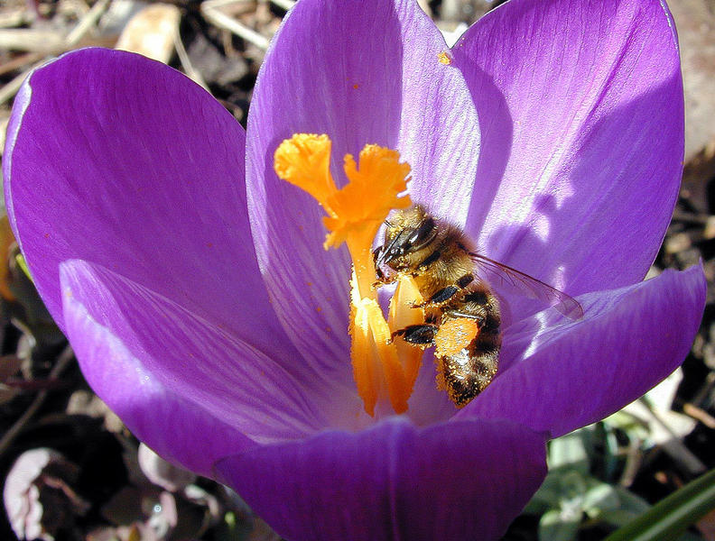 Krokus als Gaststätte