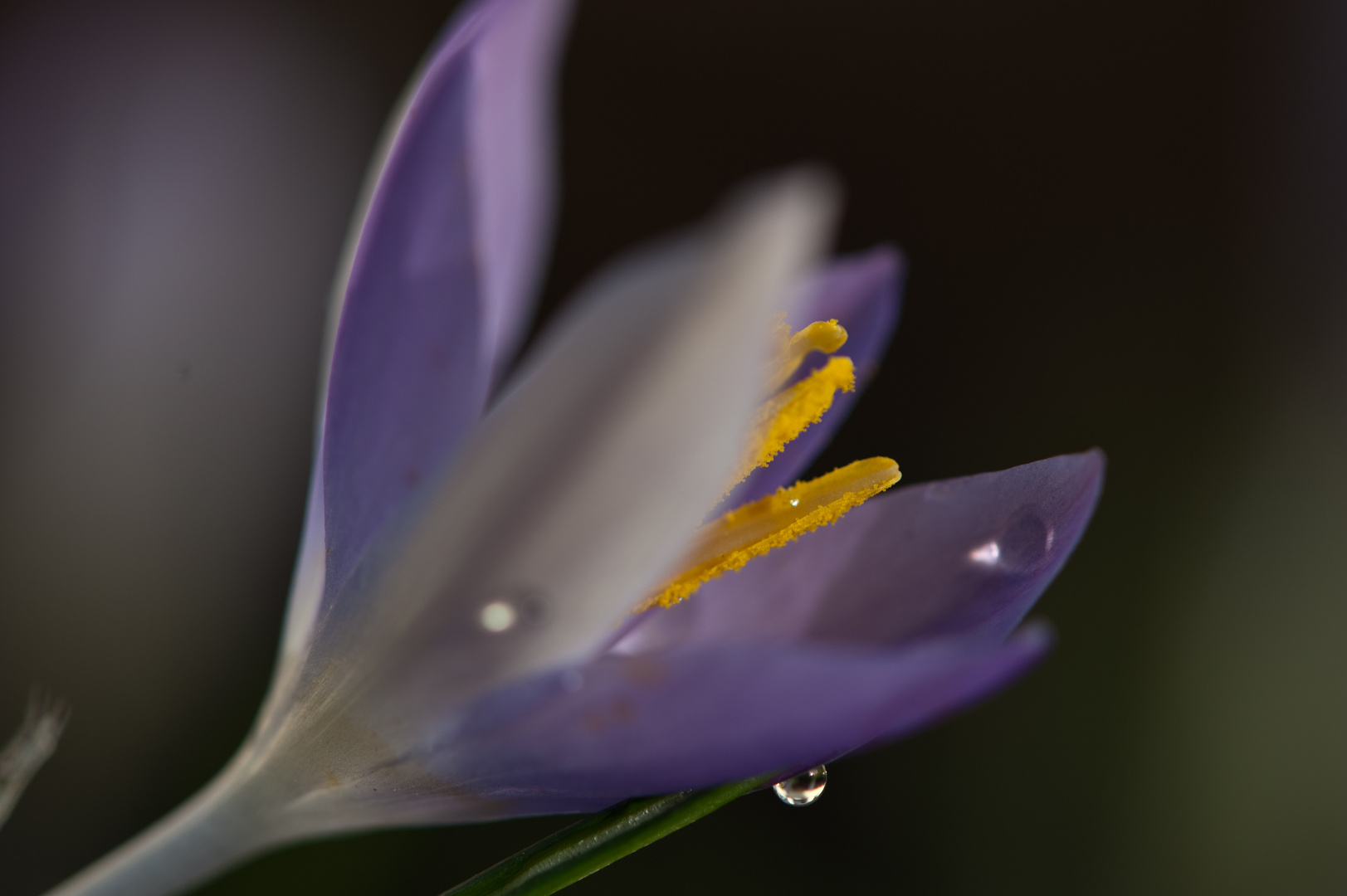 Krokus am frühen Morgen