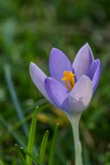 Krokus am Mittwoch