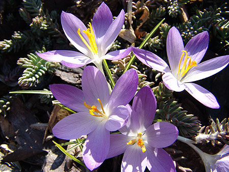 Krokus am Morgen