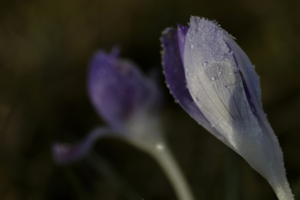 Krokus am Morgen