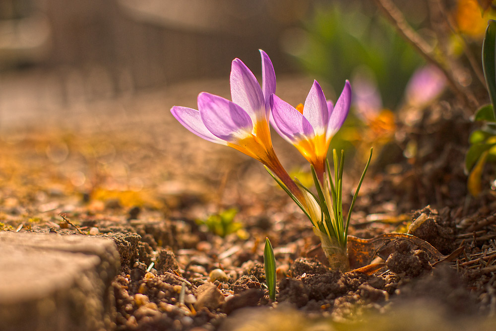 Krokus am Rande des Botanischen Gartens MUC