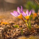 Krokus am Rande des Botanischen Gartens MUC