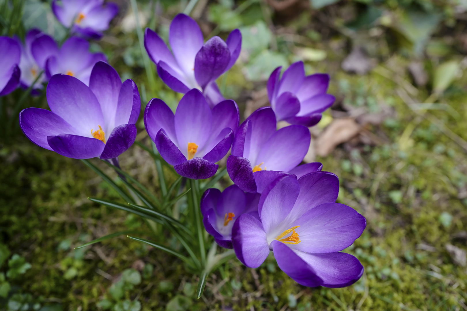 Krokus am Sonntag !