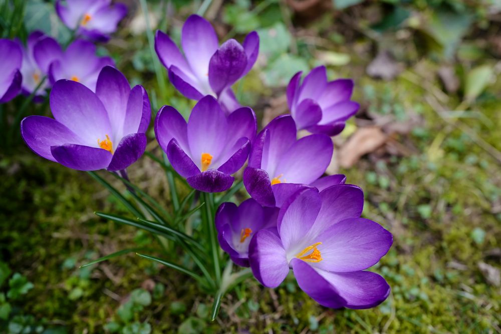 Krokus am Sonntag !