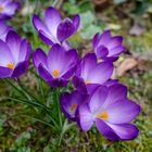 Krokus am Sonntag !