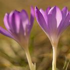 Krokus am späten Nachmittag