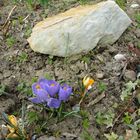 Krokus am Stein