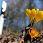 Krokus am Straßenrand