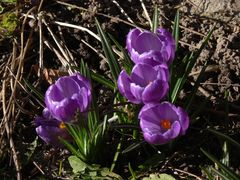 Krokus am Wegesrand