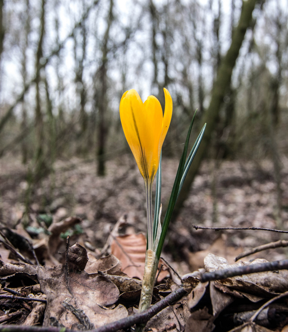 Krokus an der Duisburger Seenplatte